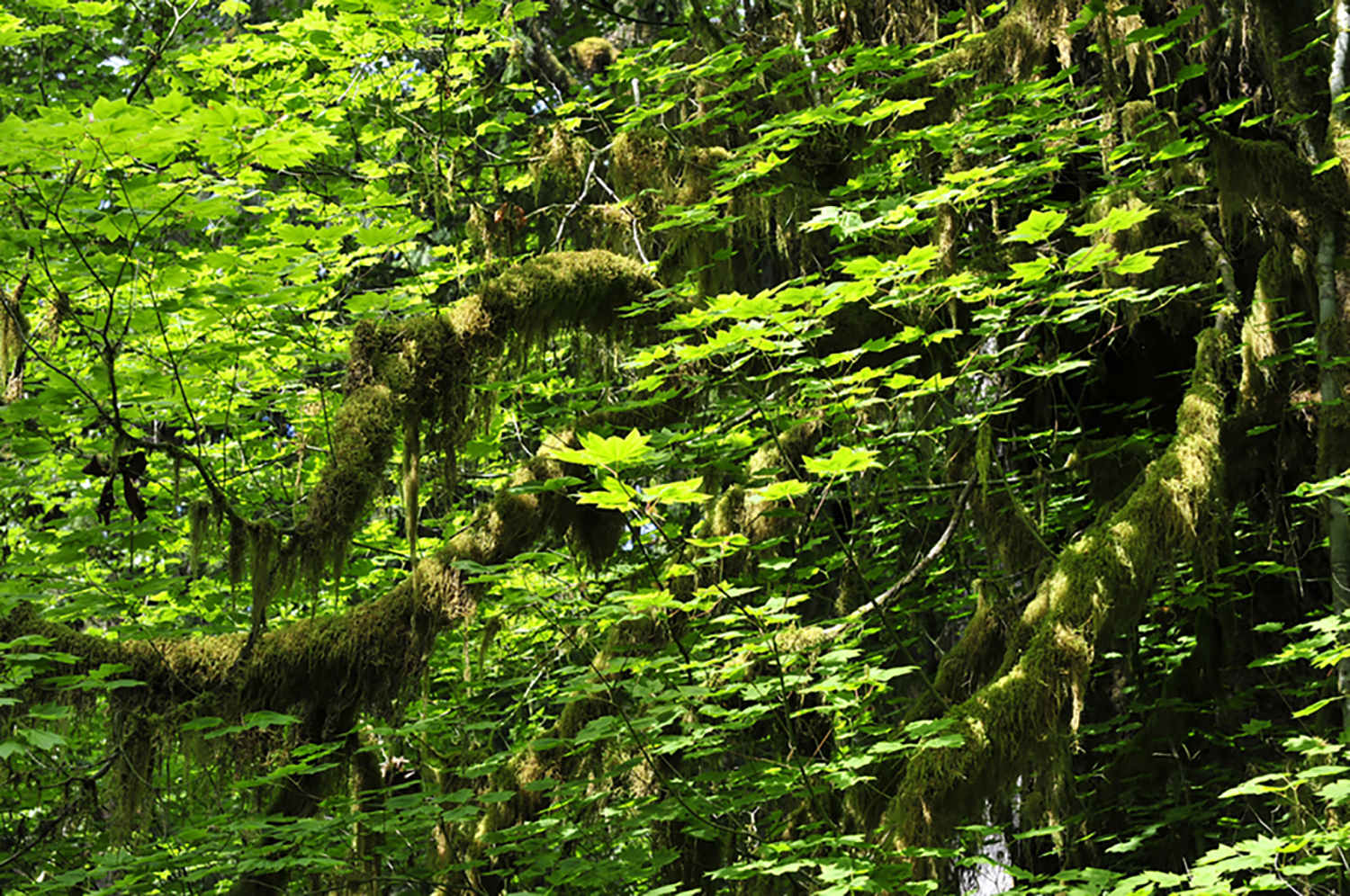 Quinalt Rain Forest, Olympic NP, WA