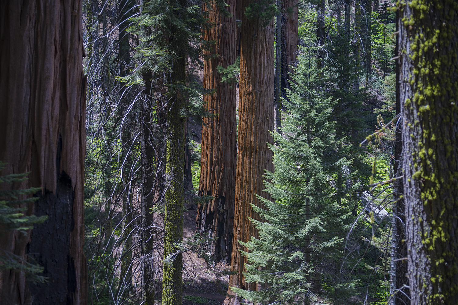 Sequoia NP, AZ