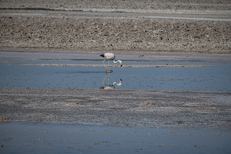 Salar de Atacama