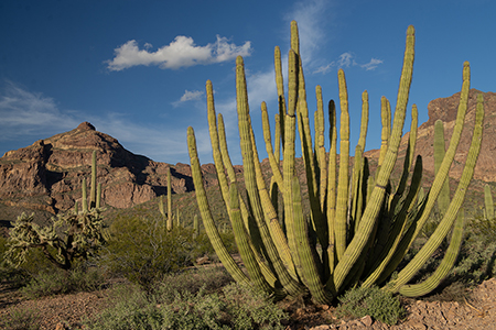 Stacks Image 8517