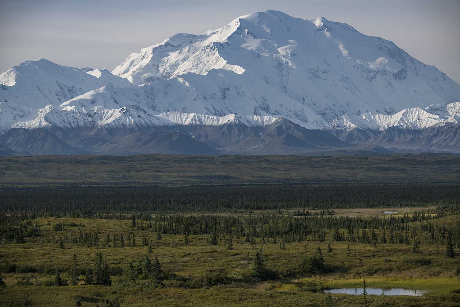 Denali Park Road MWDSC_5771