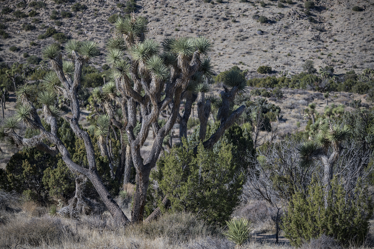 MWDSC_0849