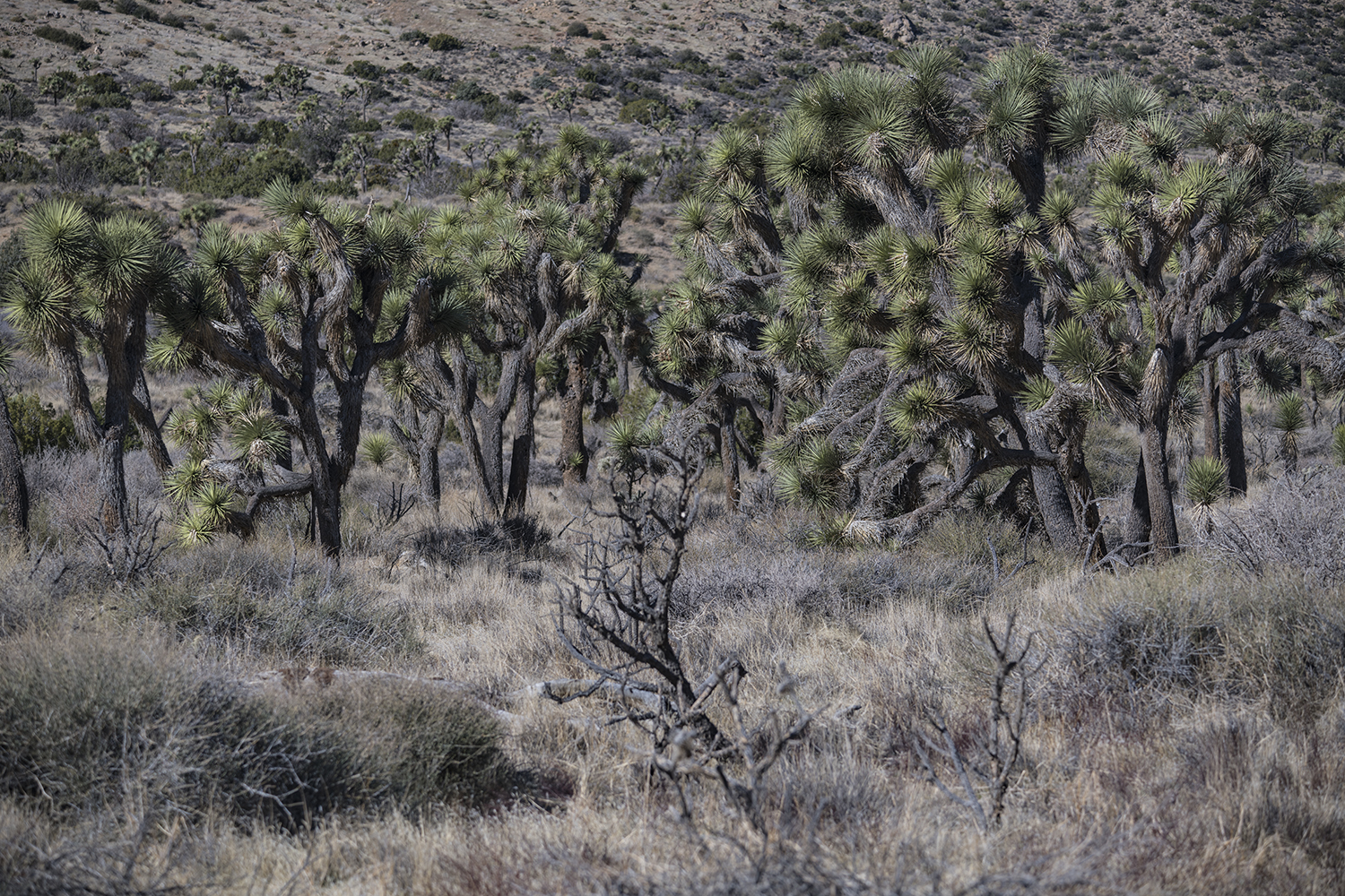 MWDSC_0938