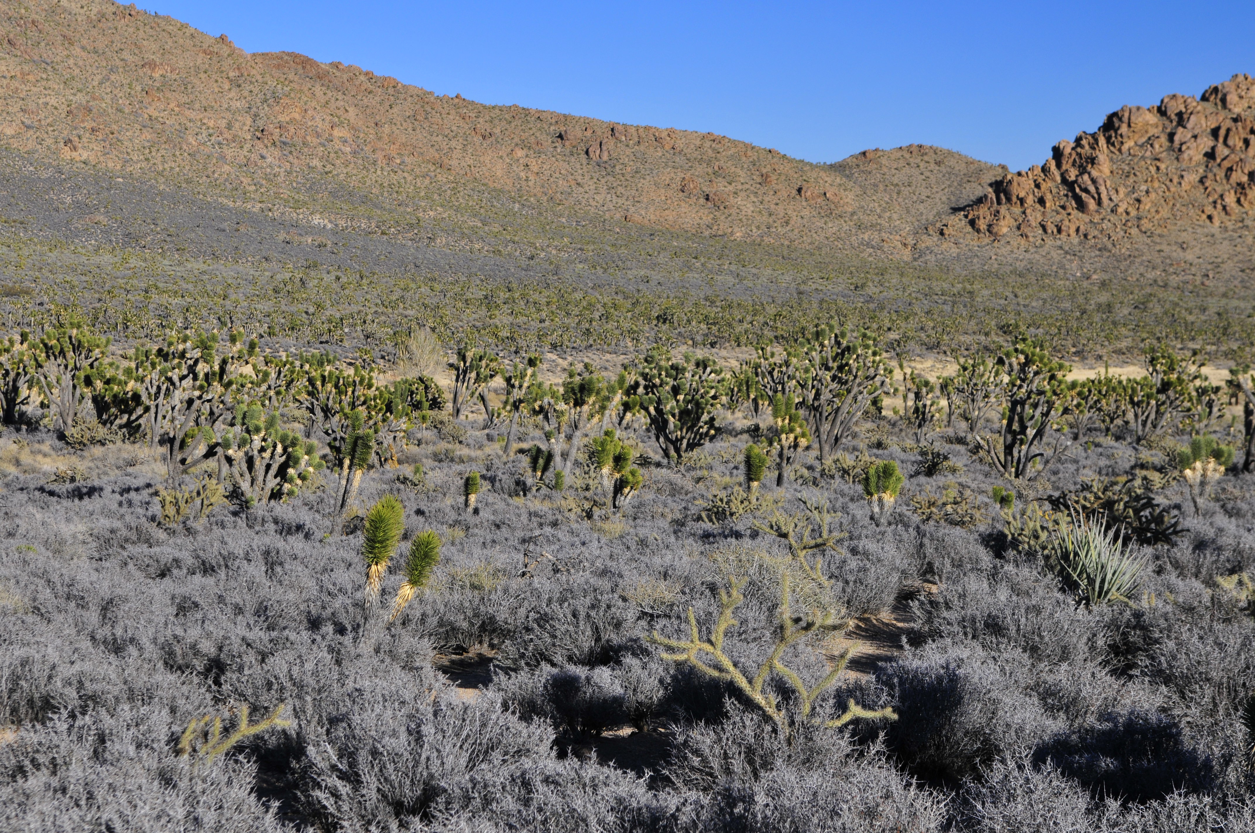 Mojave021708n11e