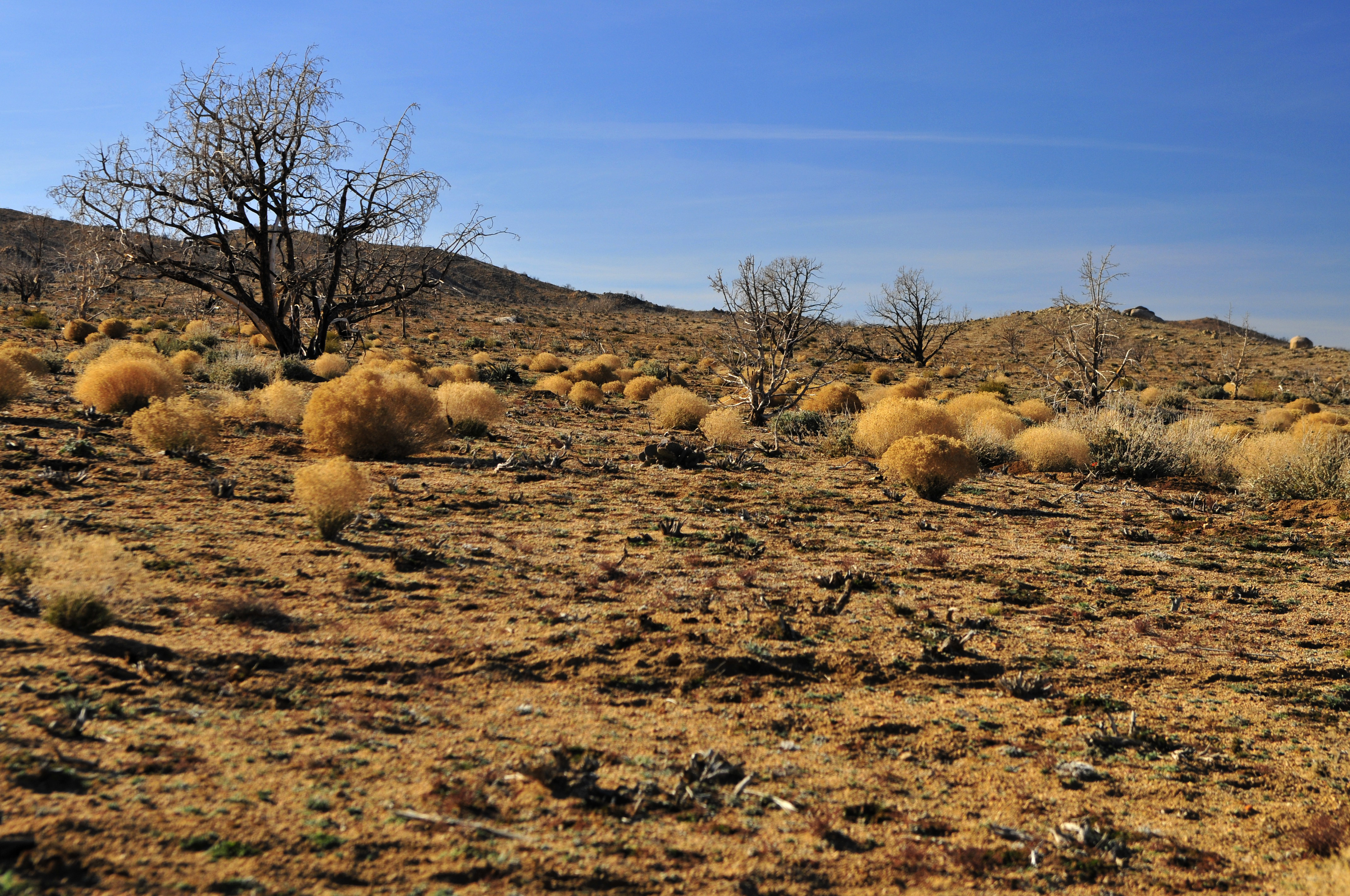 Mojave021708n1e