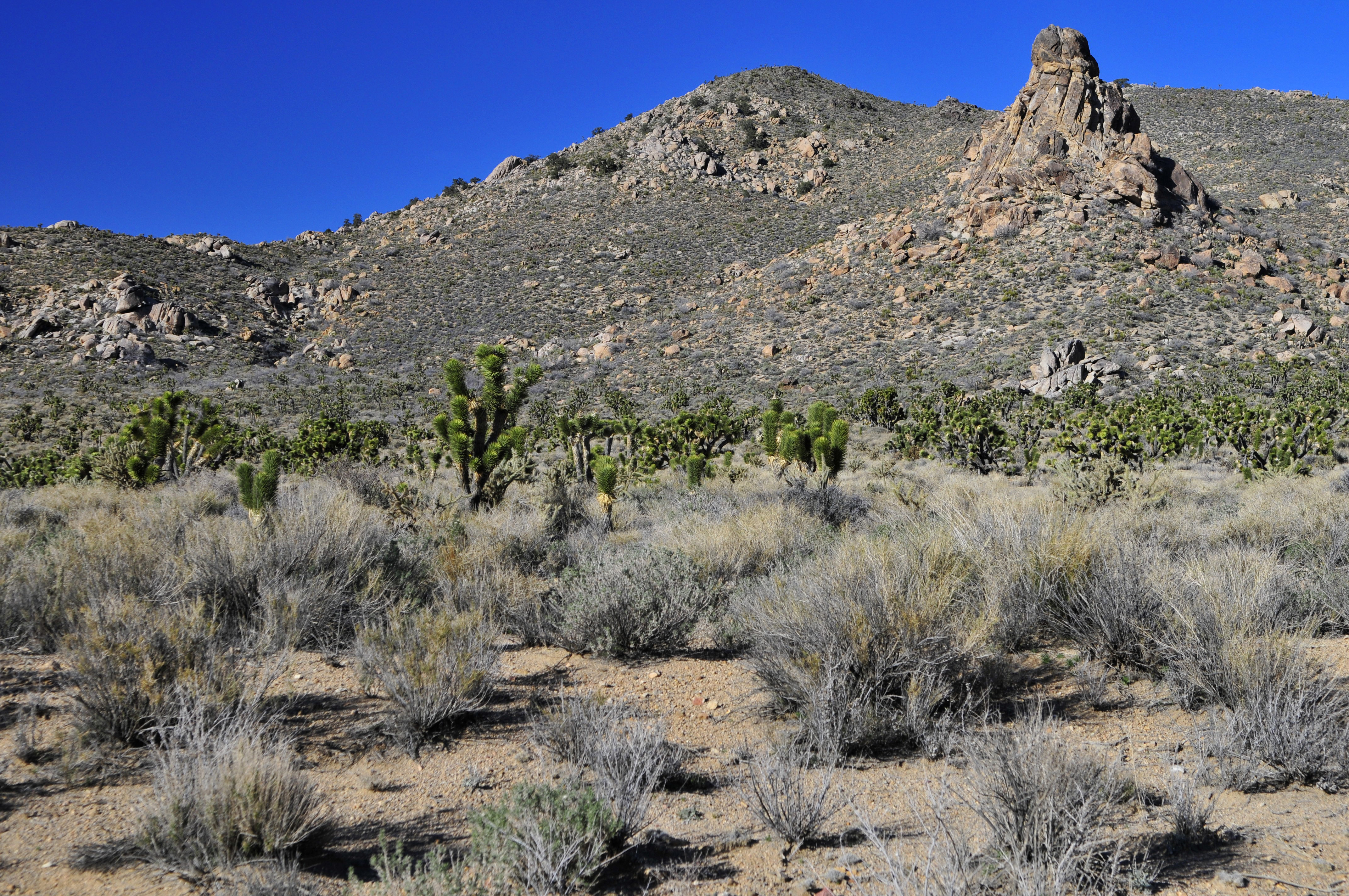 Mojave021708n6e