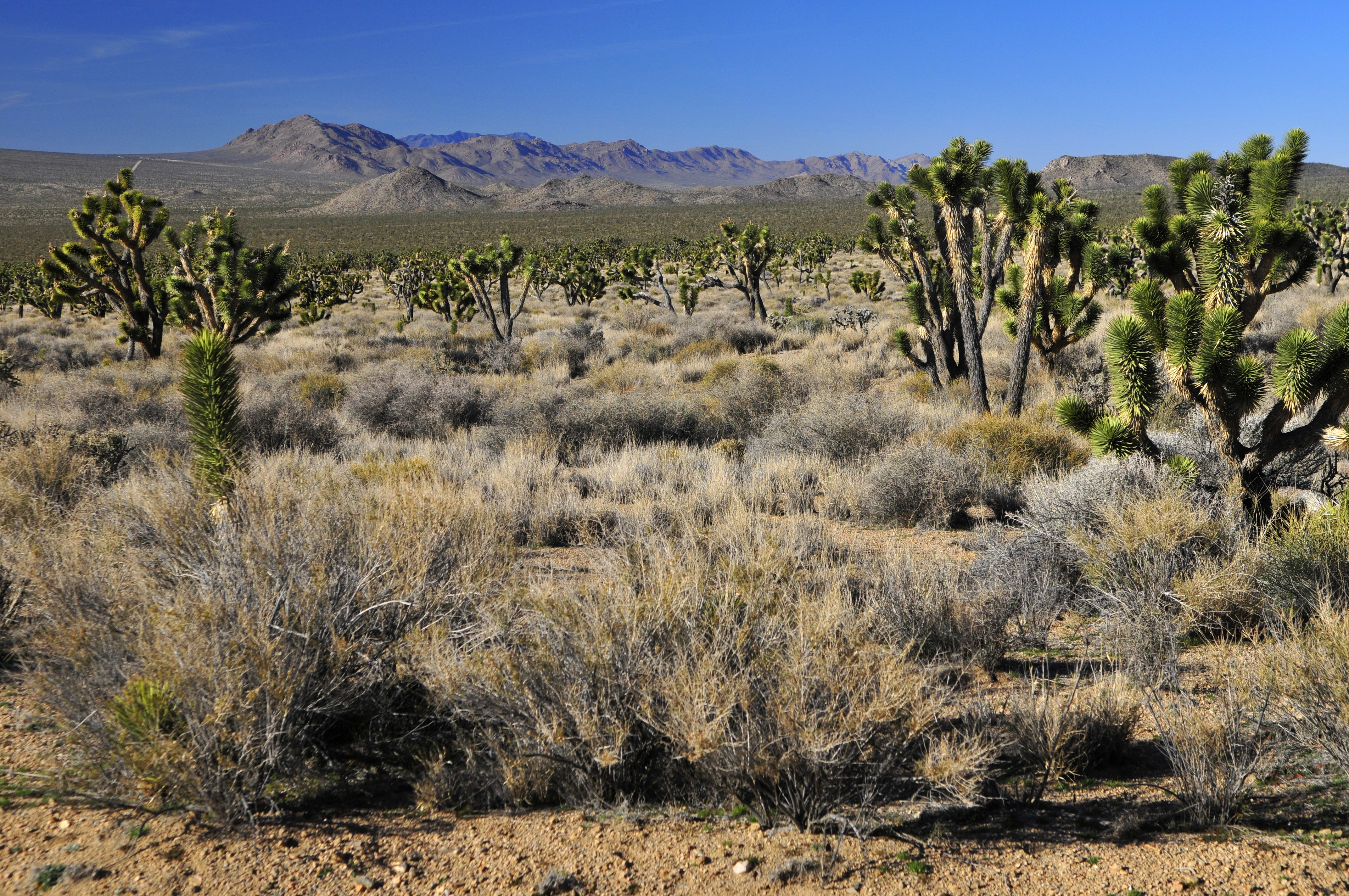 Mojave021708n7e