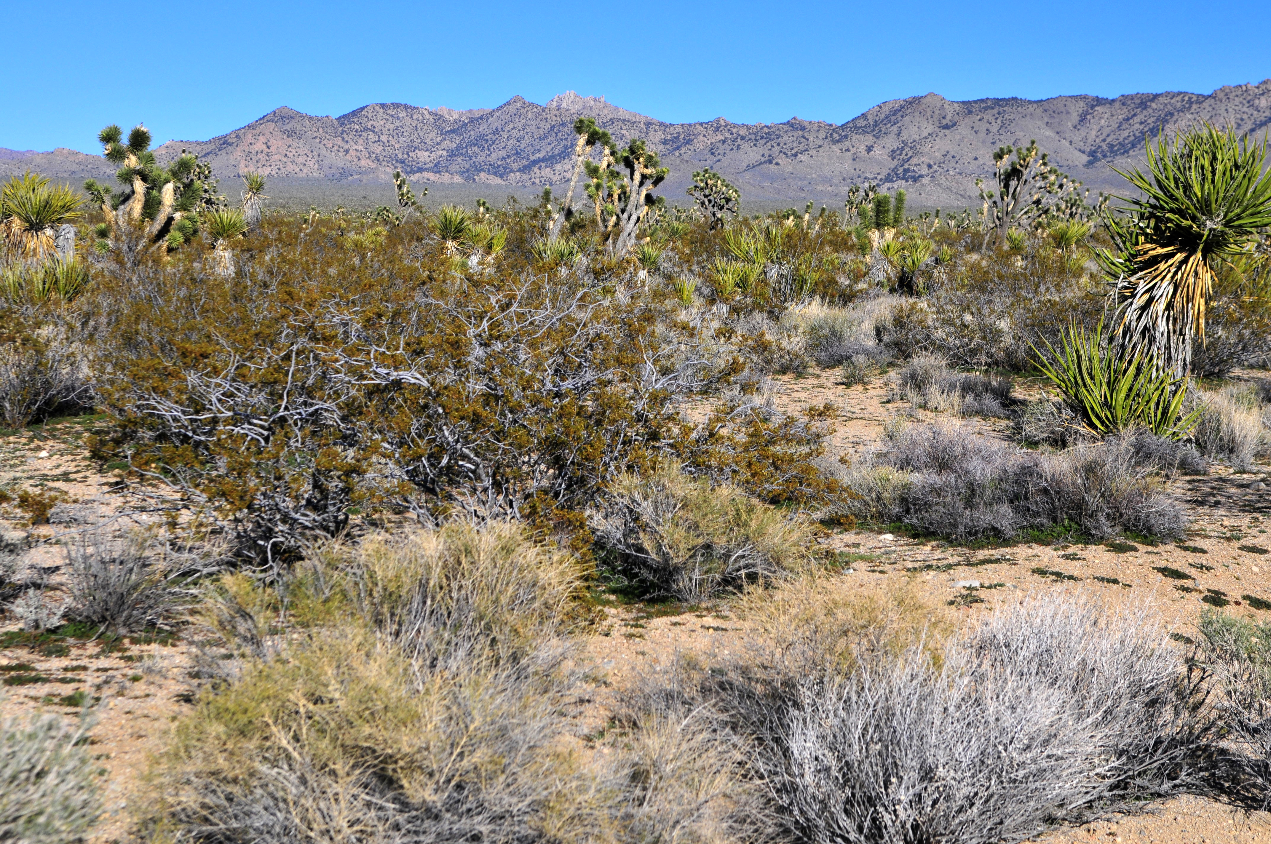 Mojave021708n9e