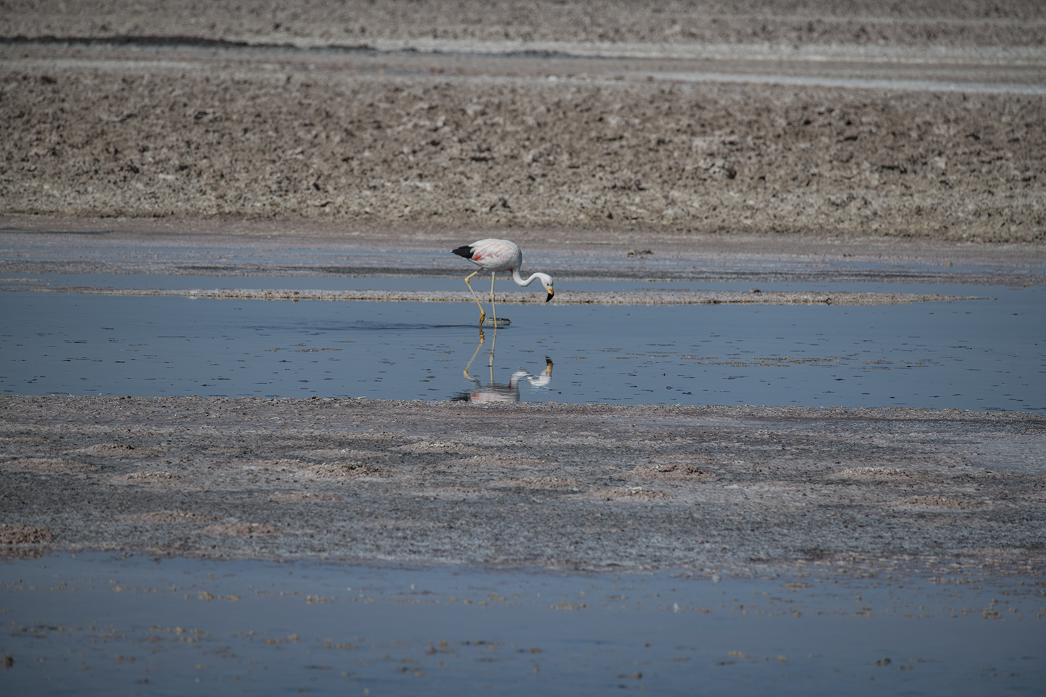 MWDSC_2447