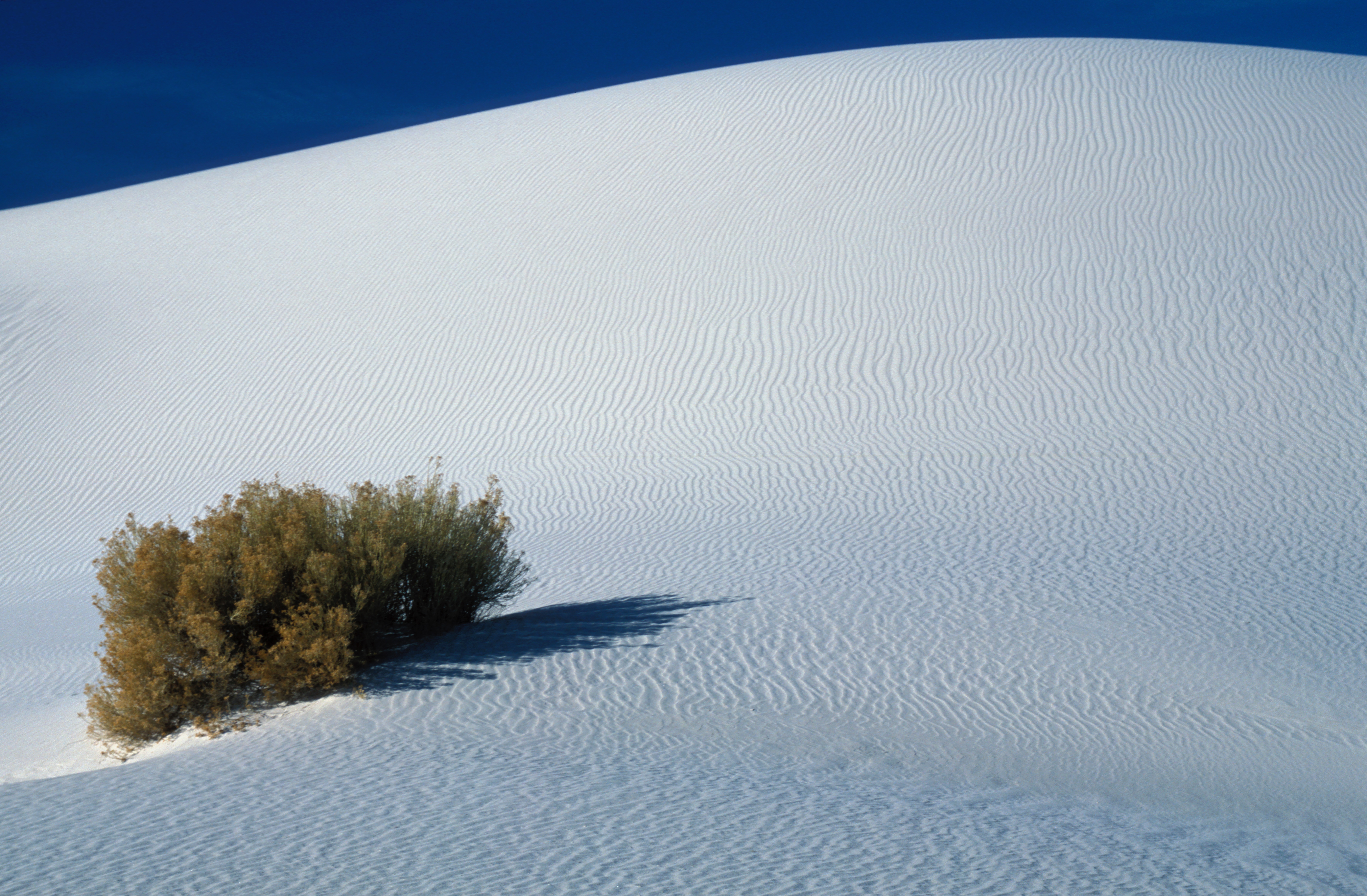 White Sands 8 Fall OS 2021