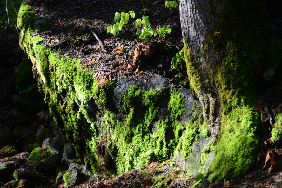 Along Merced River, Yosemite NP, CA