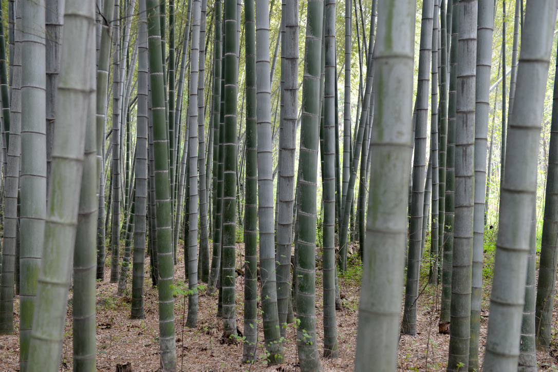 Bamboo Grove, Anhui, China