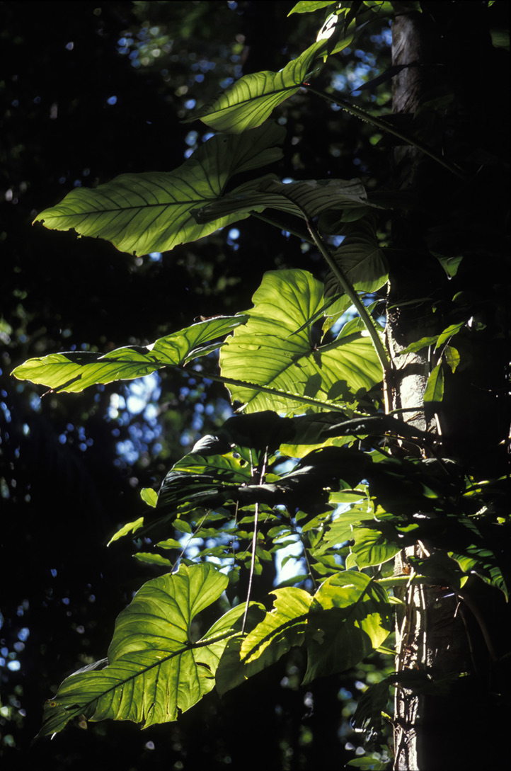 Manu Biosphere Reserve, Peru