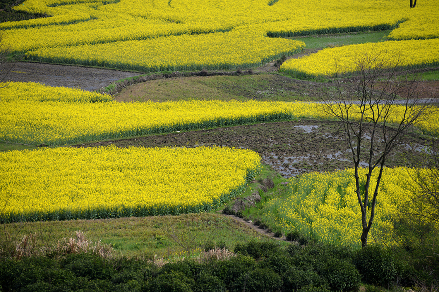 Rapeseed Field, Anhui, China