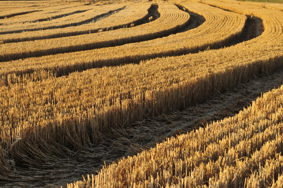 The Palouse, WA